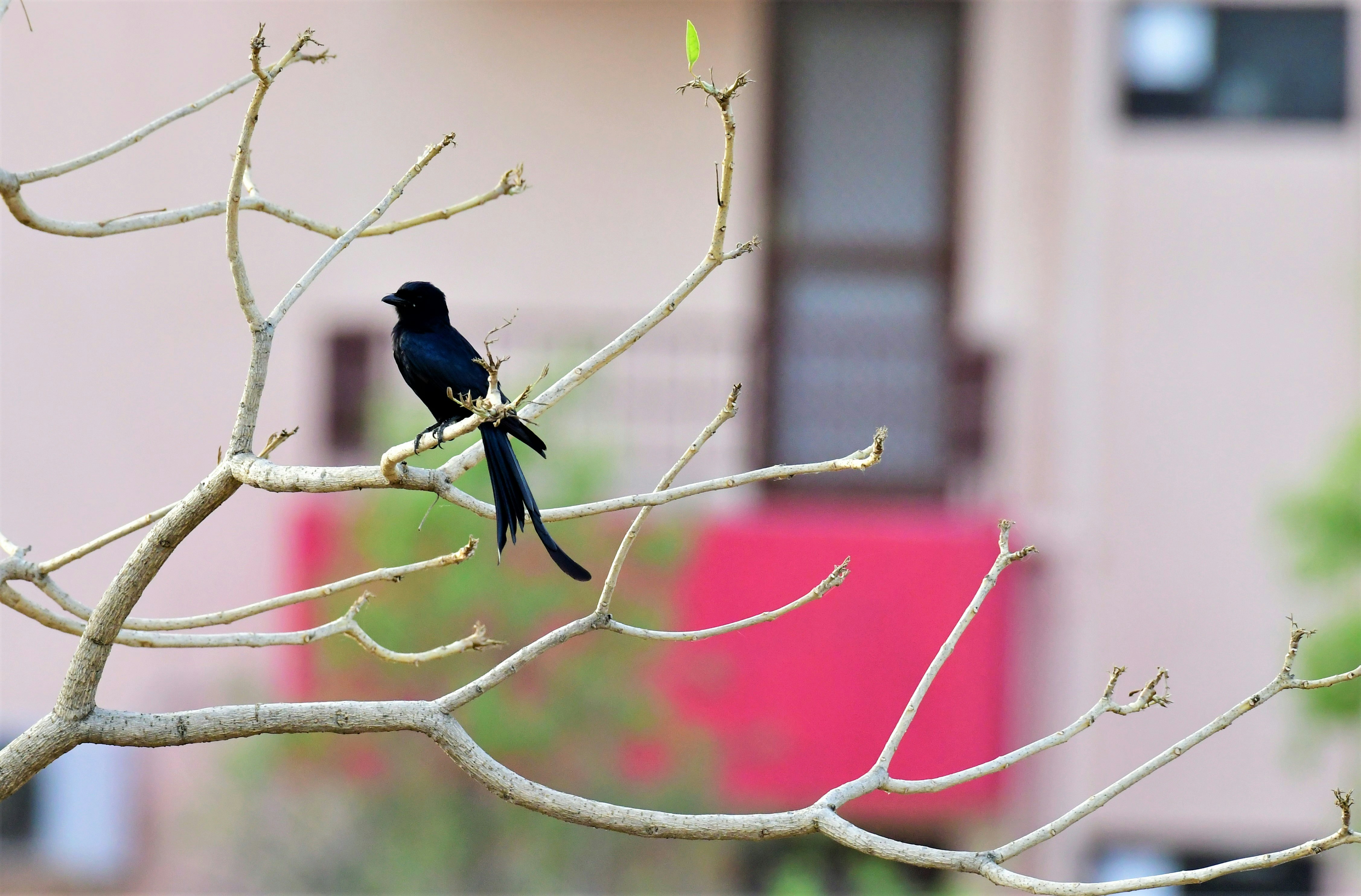 Photo by sshiv