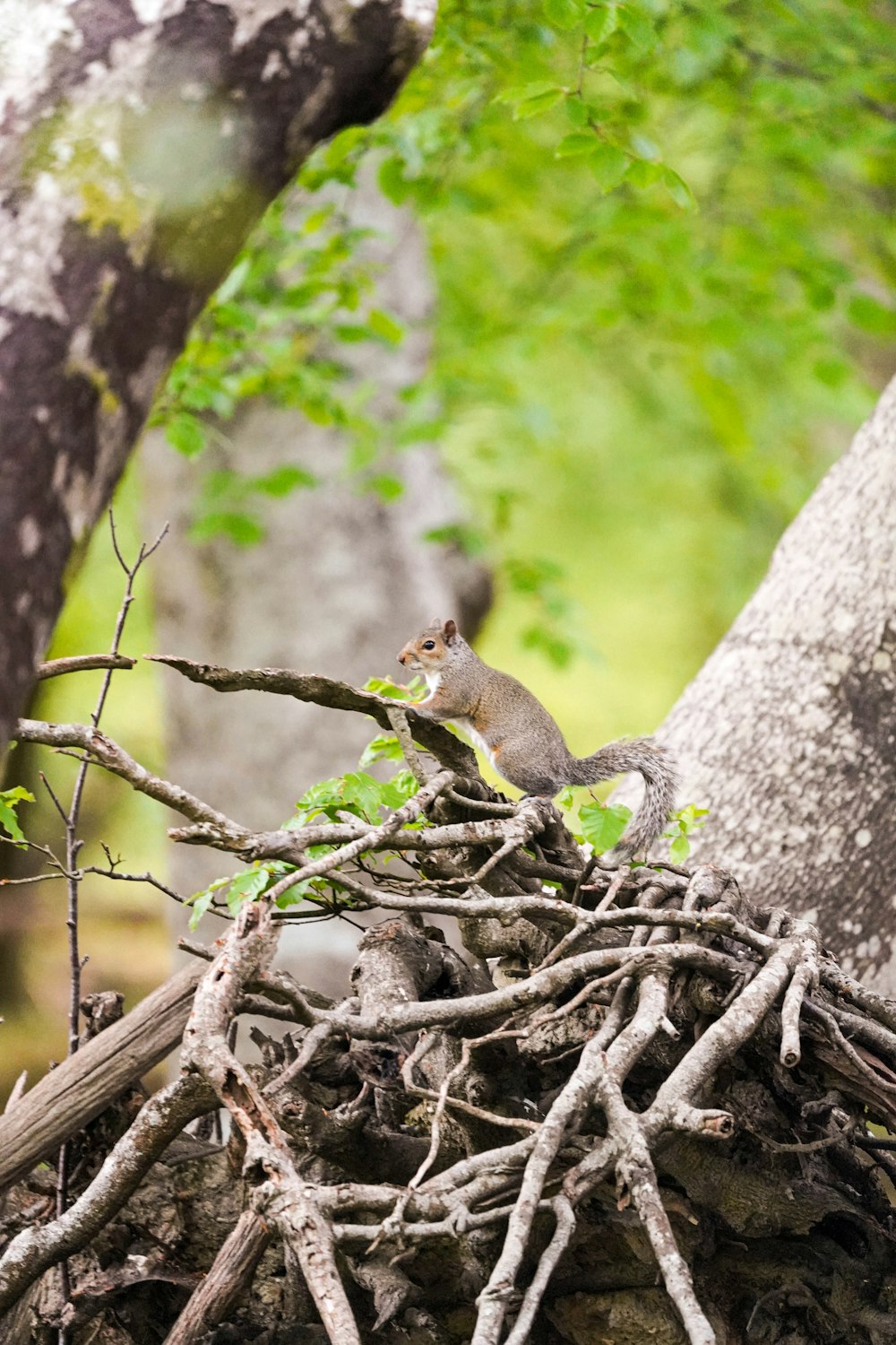 a bird sitting on a branch