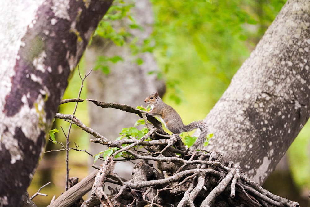 a small bird perched on a tree branch