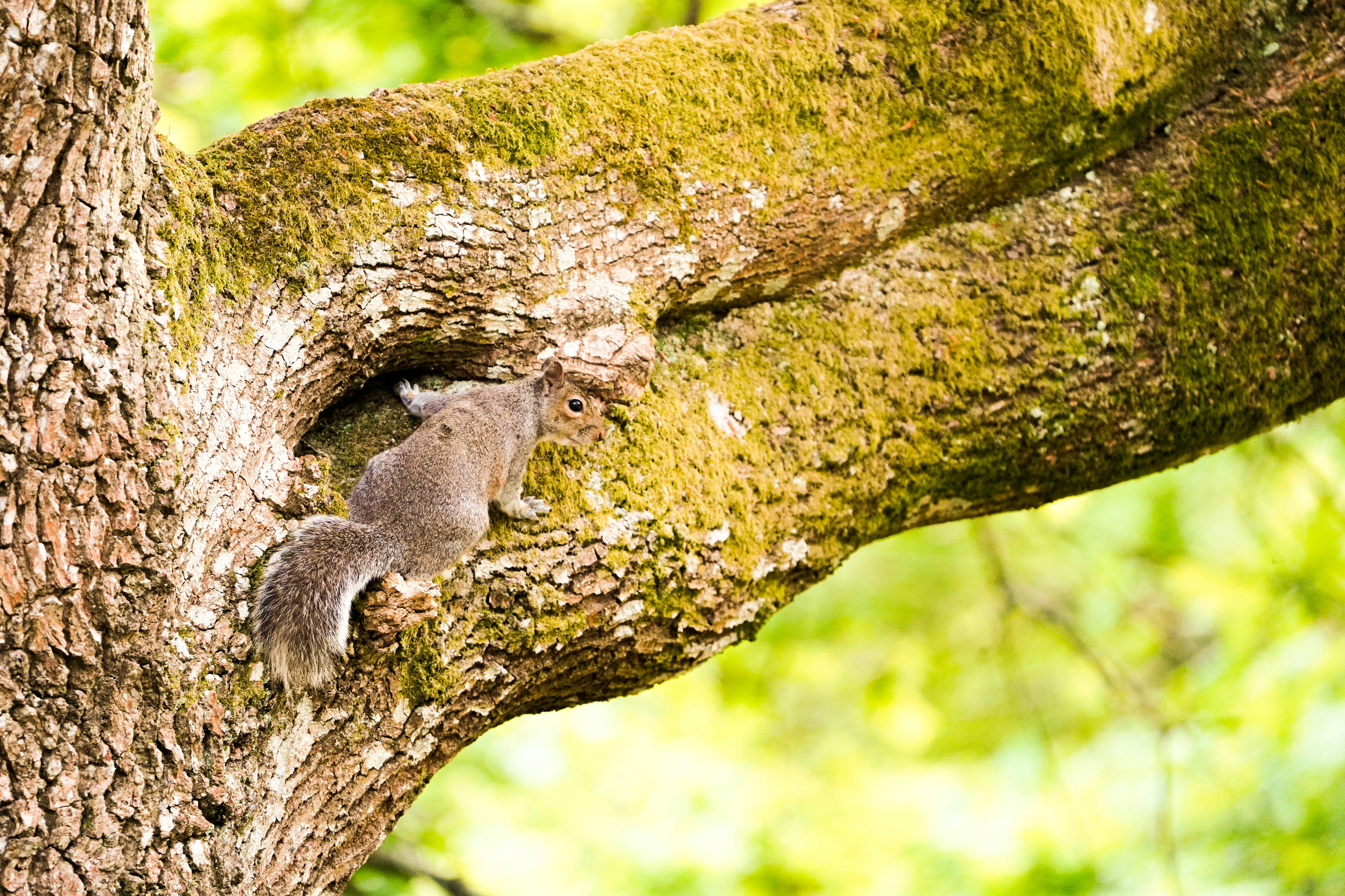 Bilder zum Thema Lyndhurst Ochre Quarry Kostenlose Bilder auf