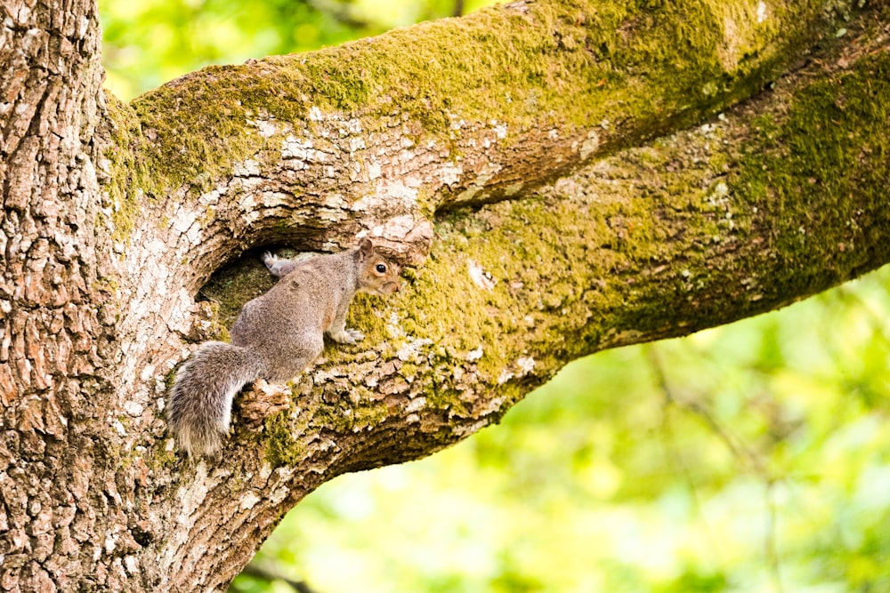 a squirrel on a tree branch