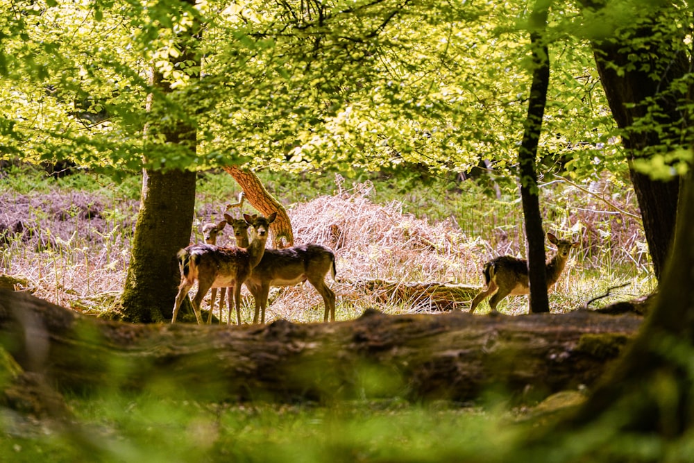 an animal standing on a lush green forest