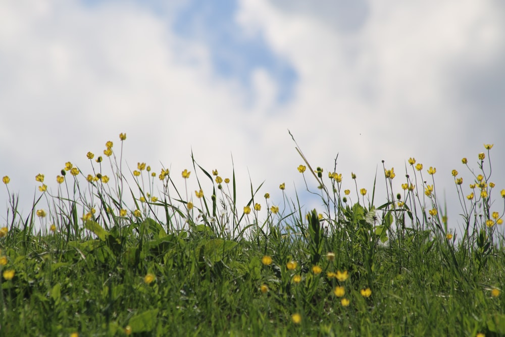 a field of yellow flowers