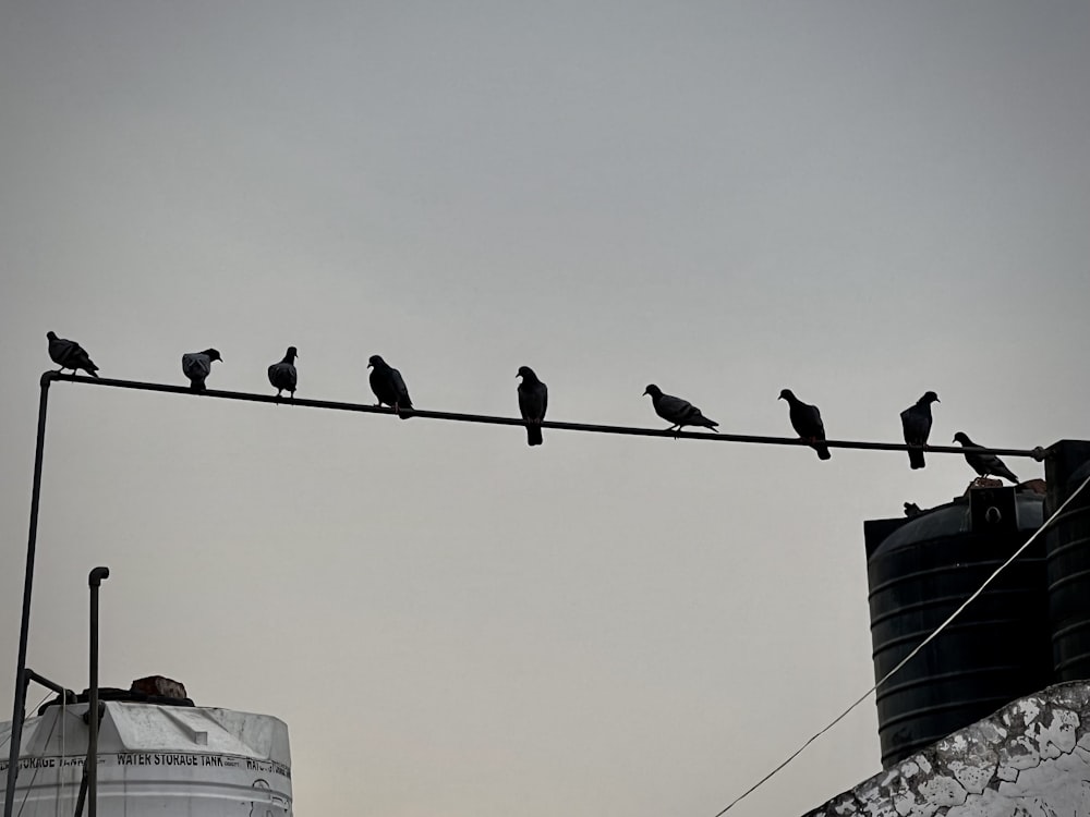 a group of birds sitting on a power line