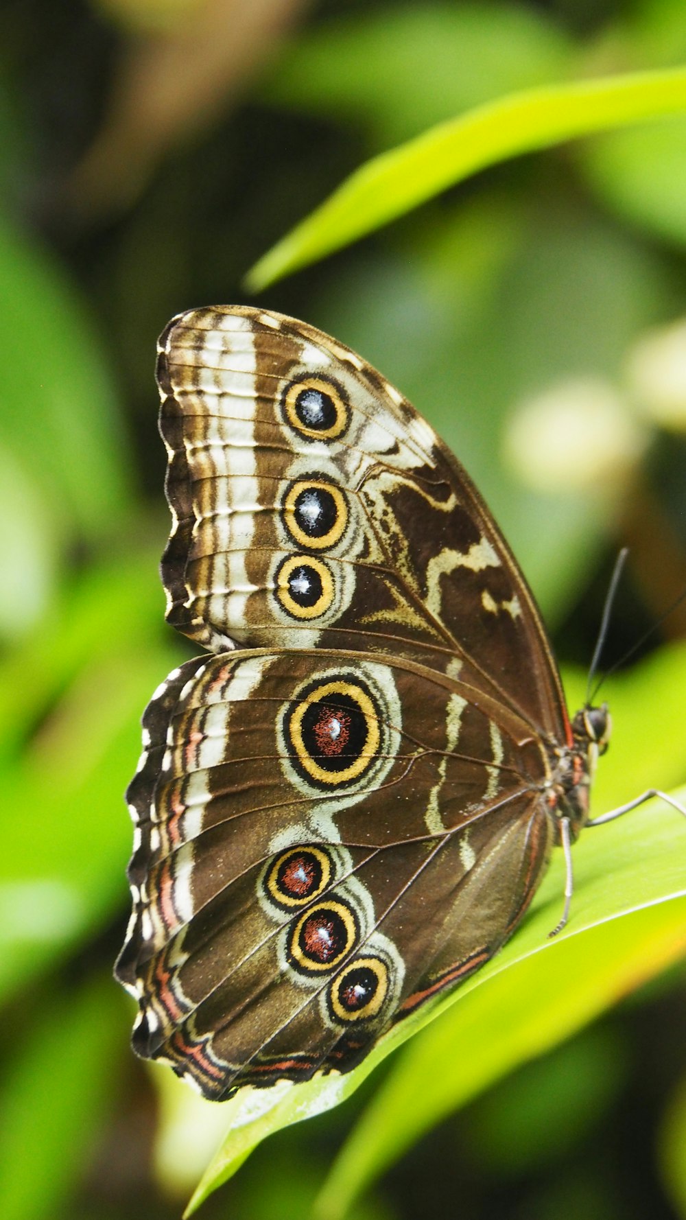 Ein Schmetterling auf einem Blatt