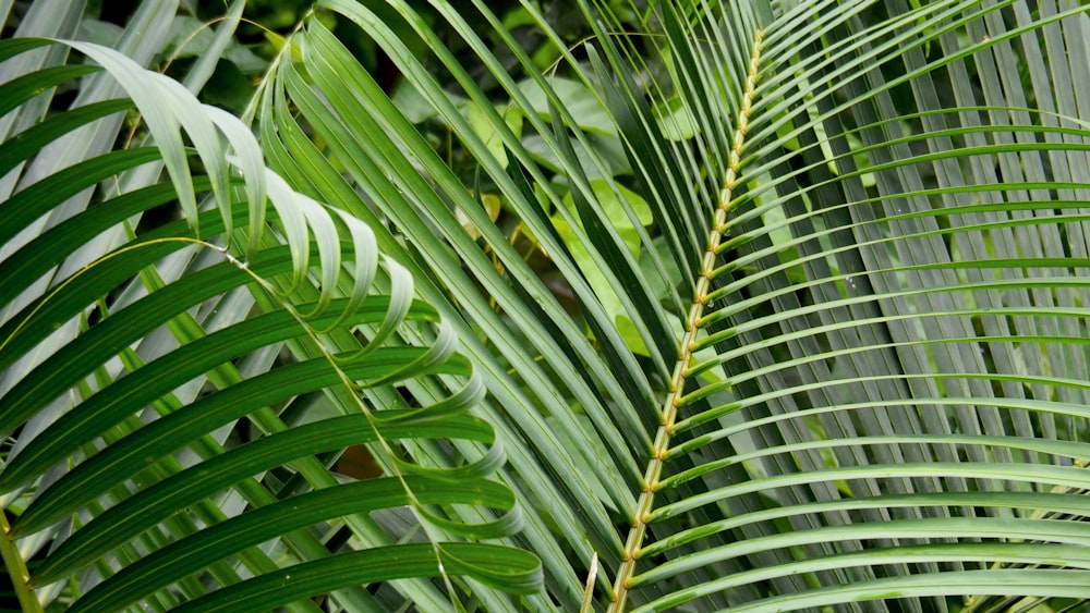 close up of a leaf