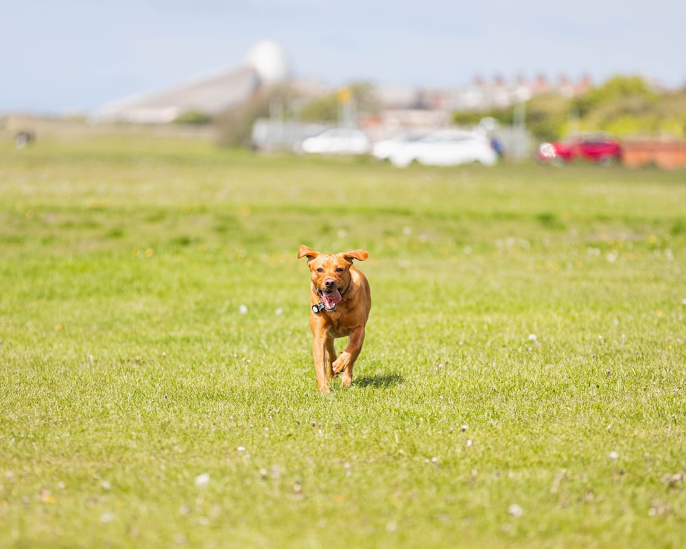 a dog running in a field