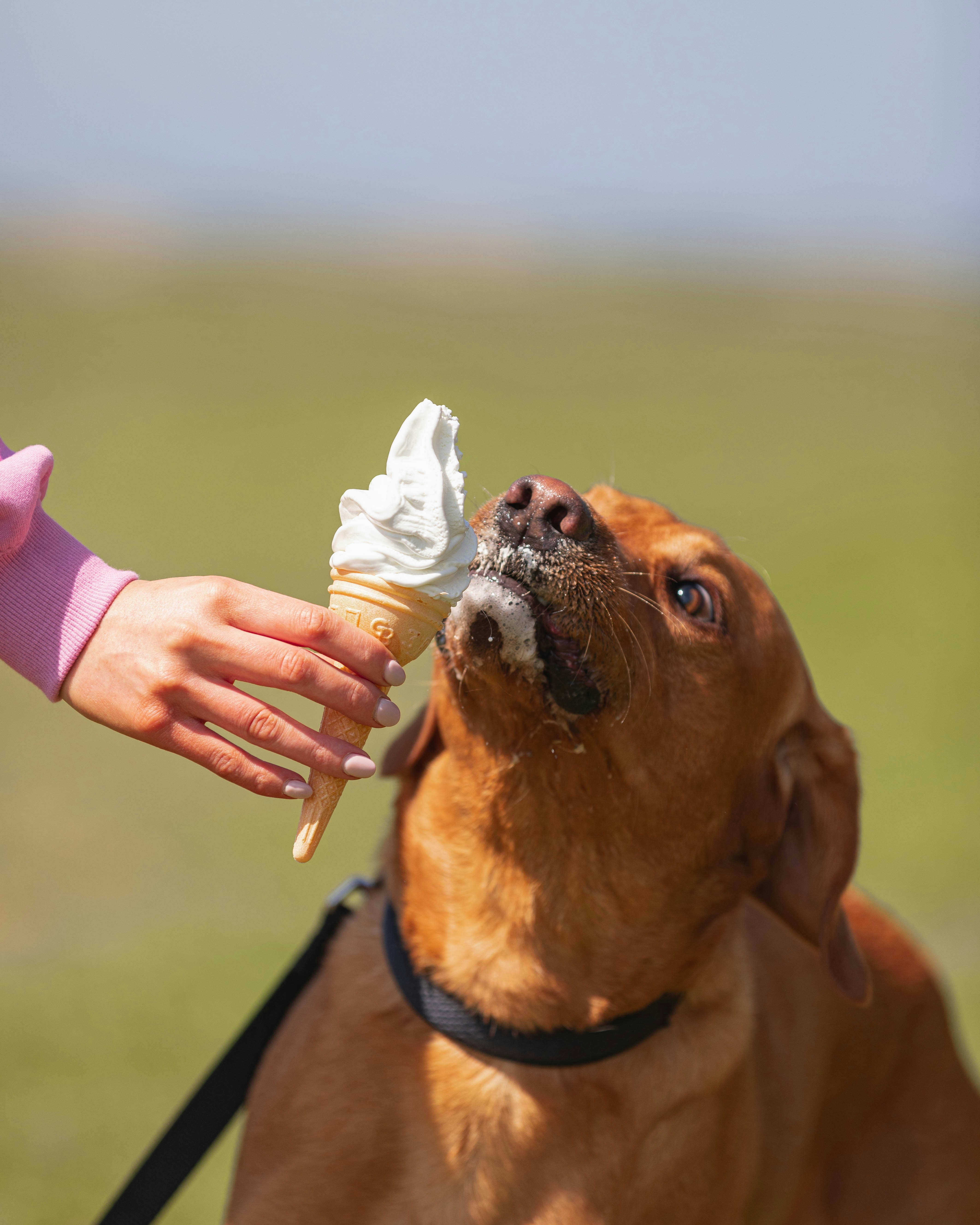 Dog eating a frozen treat on a sunny day