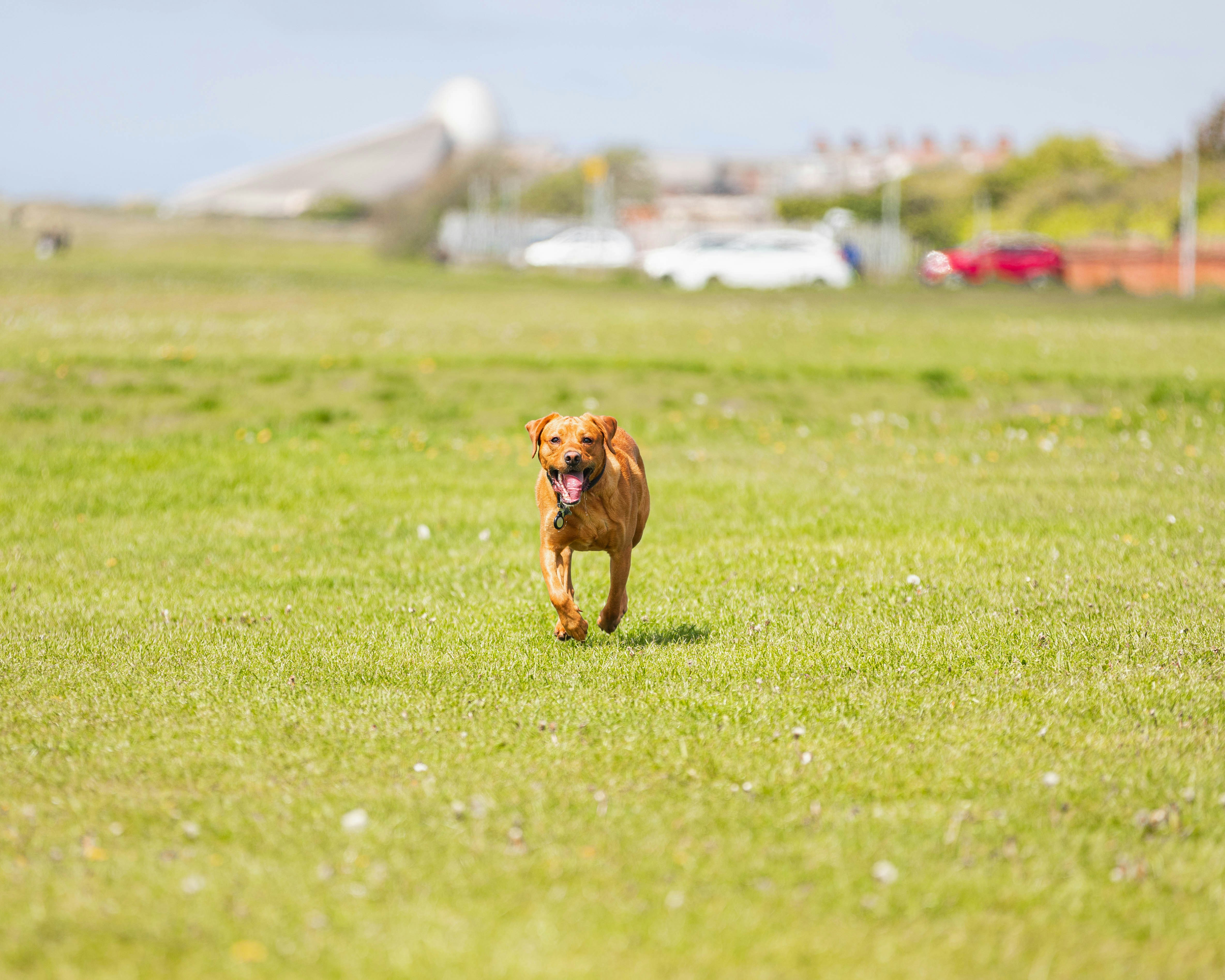 Dog Park