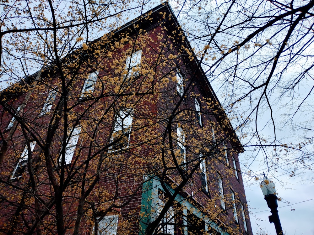 un edificio alto con un albero di fronte ad esso