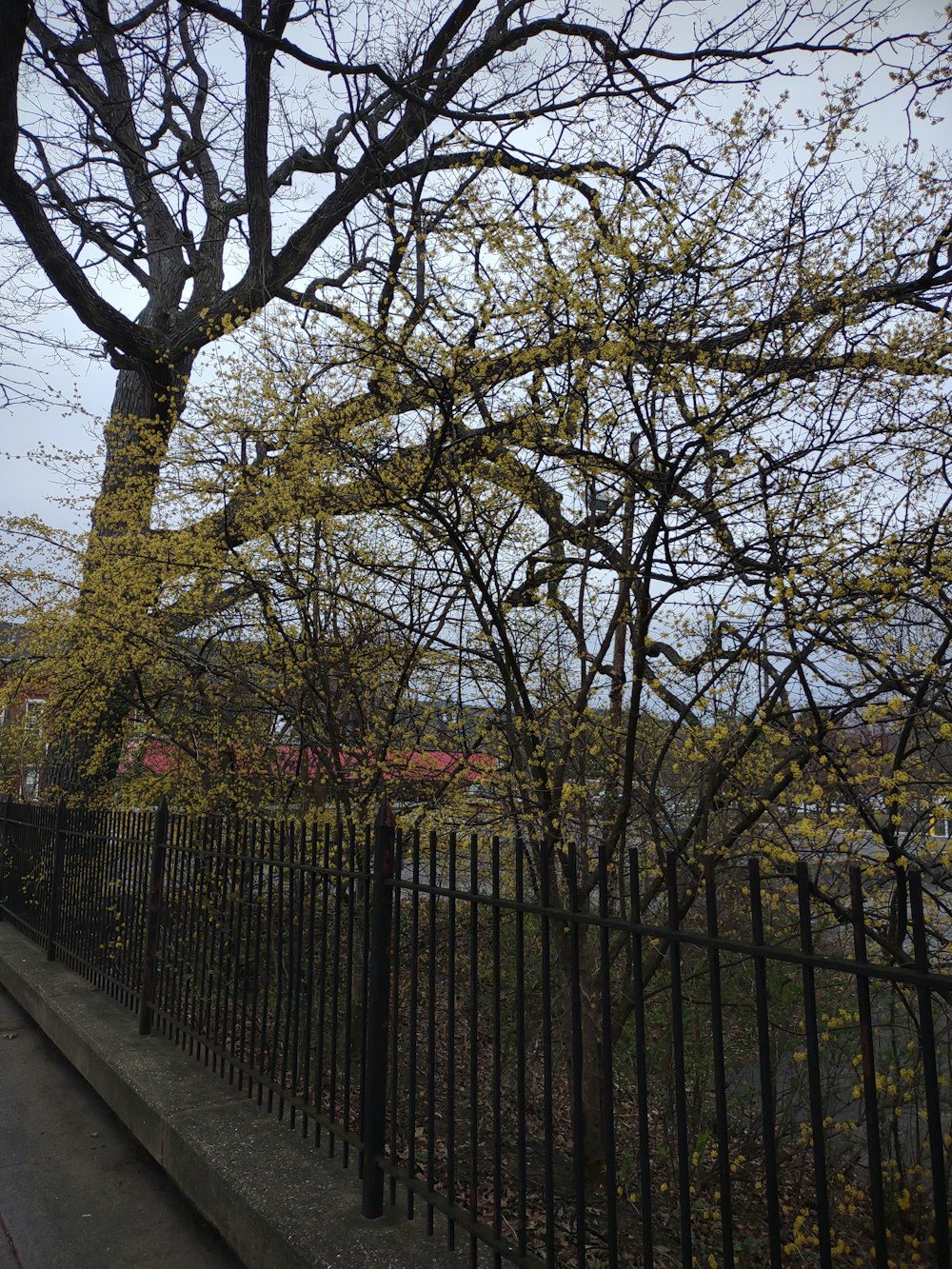 a fence and trees