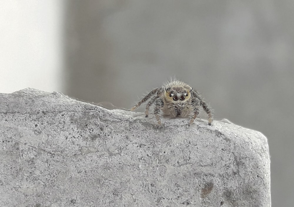 a spider on a rock