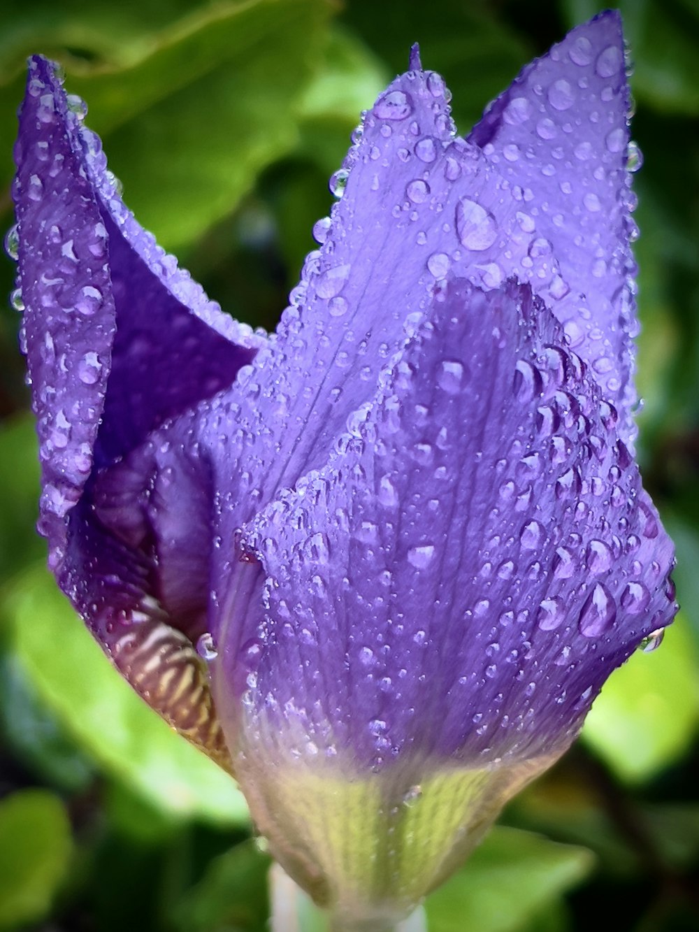 a purple flower with water droplets on it