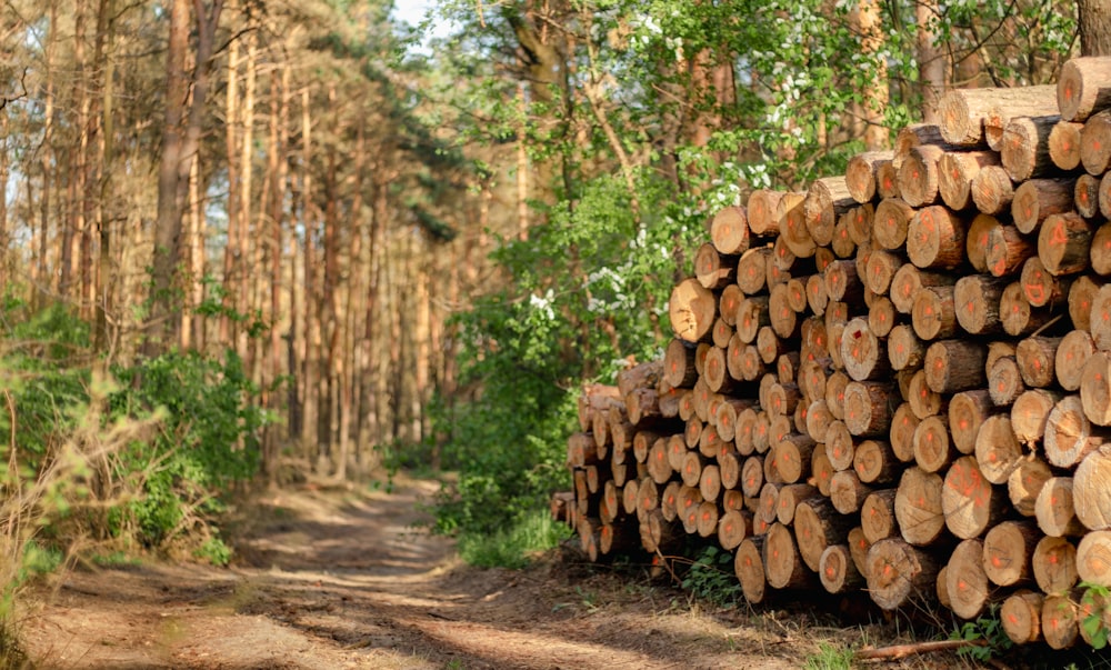 a pile of cut logs