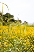 Vibrant 3D cartoon scene of Globee and friends playing in a sunny meadow with blue sky and nature green colors