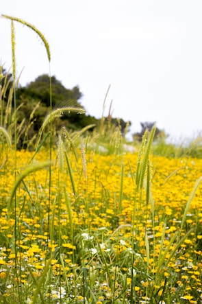 Vibrant 3D cartoon scene of Globee and friends playing in a sunny meadow with blue sky and nature green colors