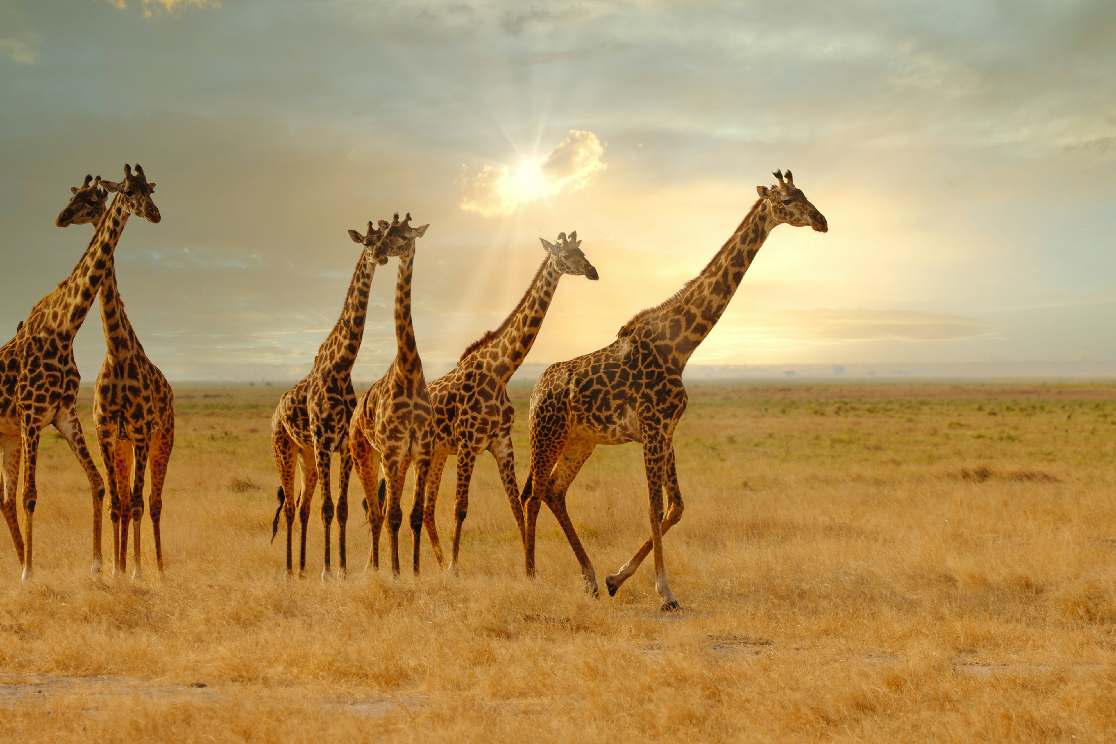 Safari