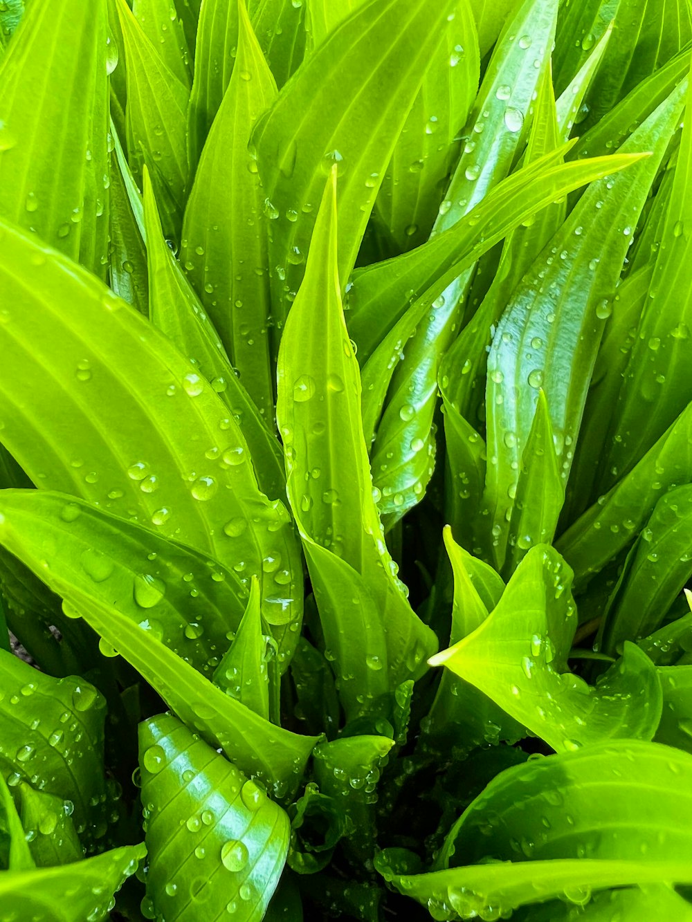 a close up of some water droplets