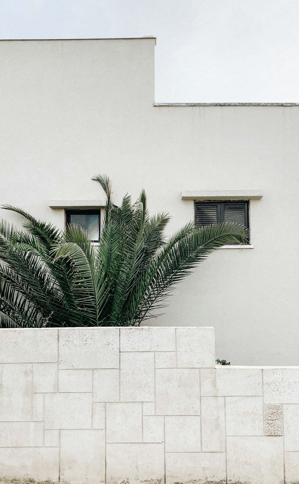 a palm tree in front of a building