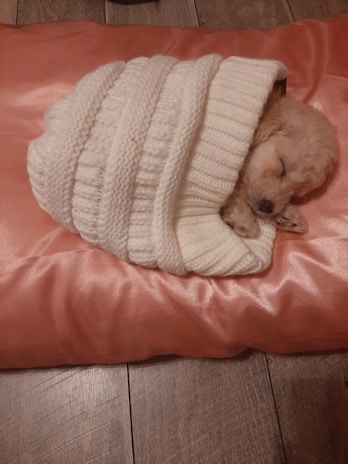 A small puppy is sleeping peacefully, wrapped in a thick white knitted blanket. The puppy is lying on a soft, shiny pink cushion, and the floor is made of brown wooden planks.