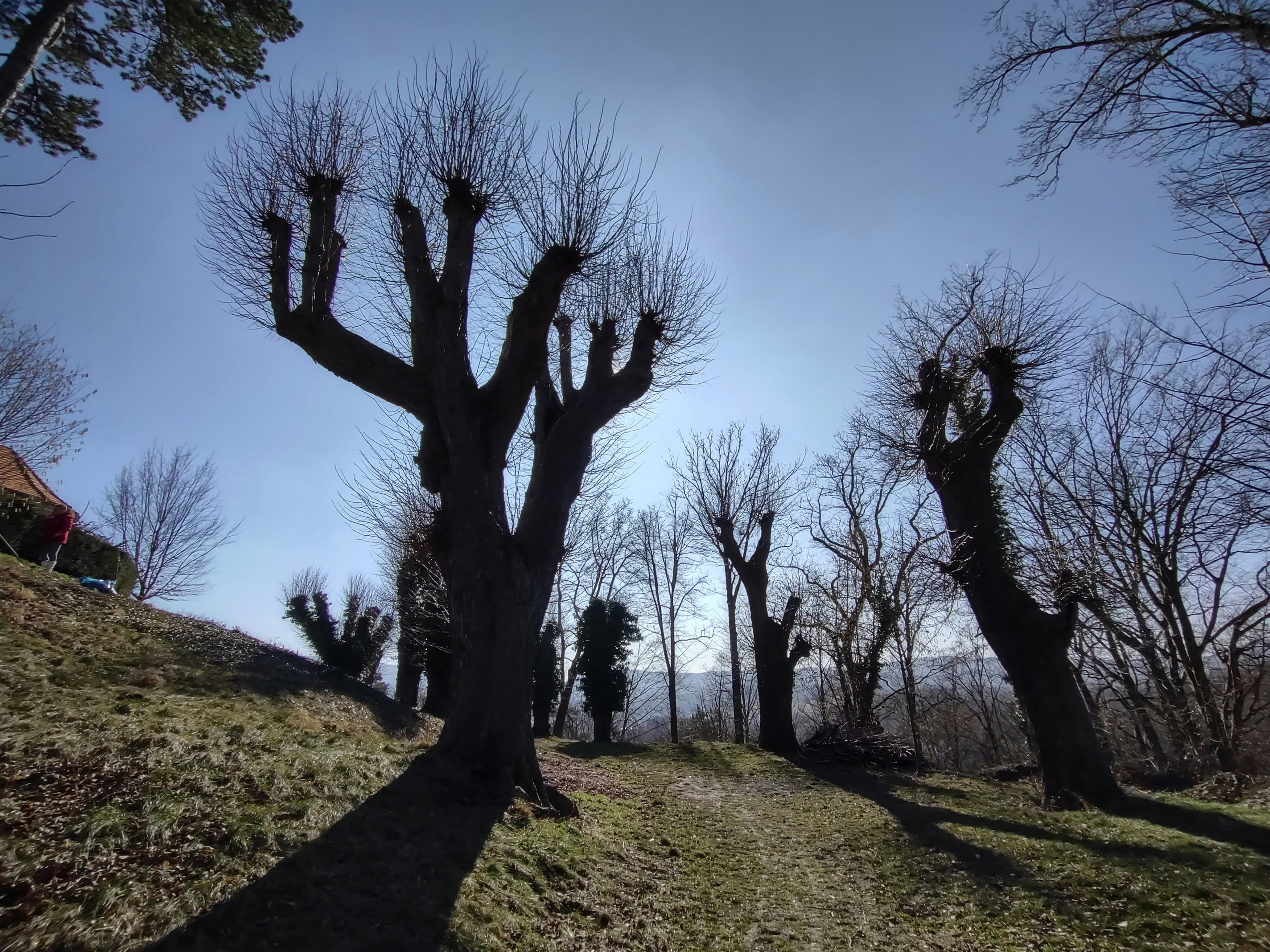 a group of trees on a hill