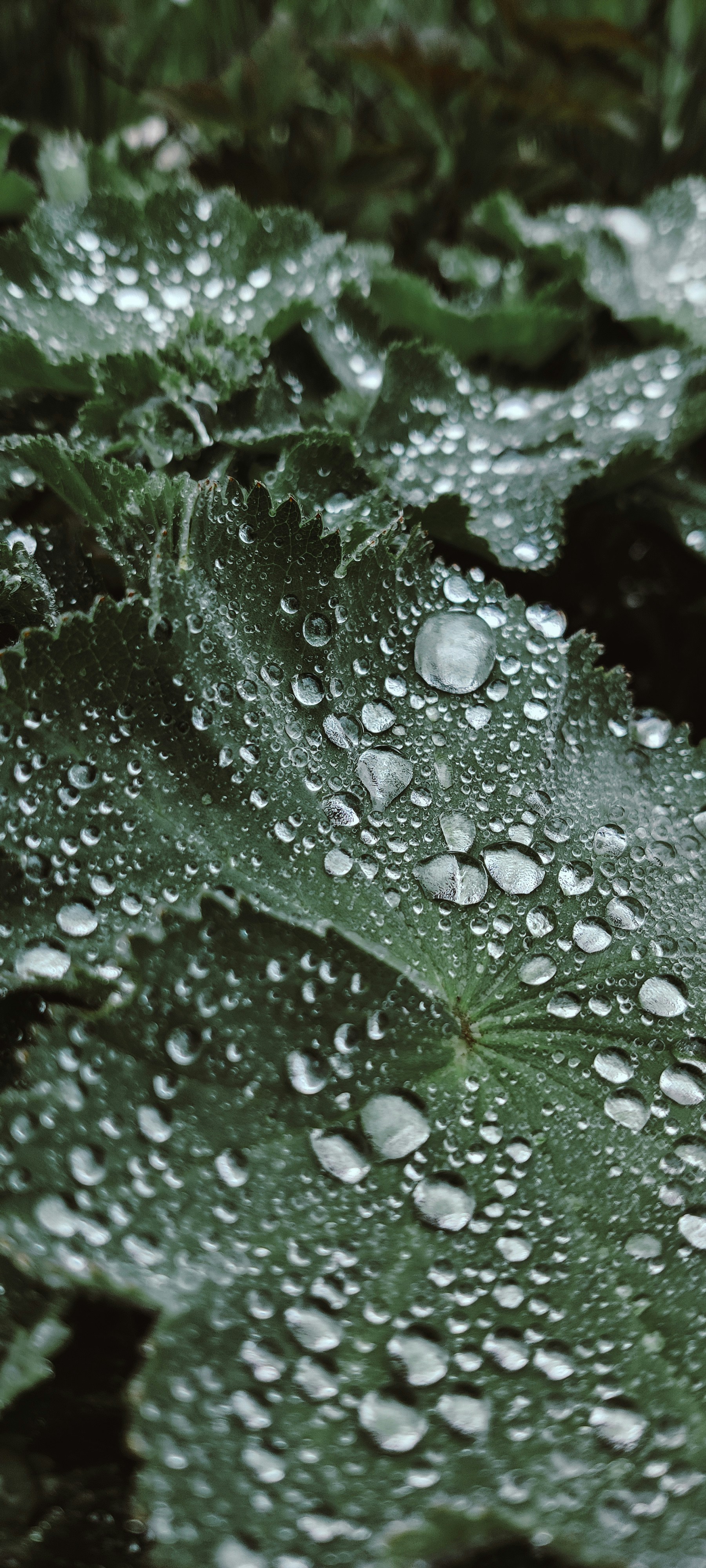 Photo by gingerboyakakorbi1