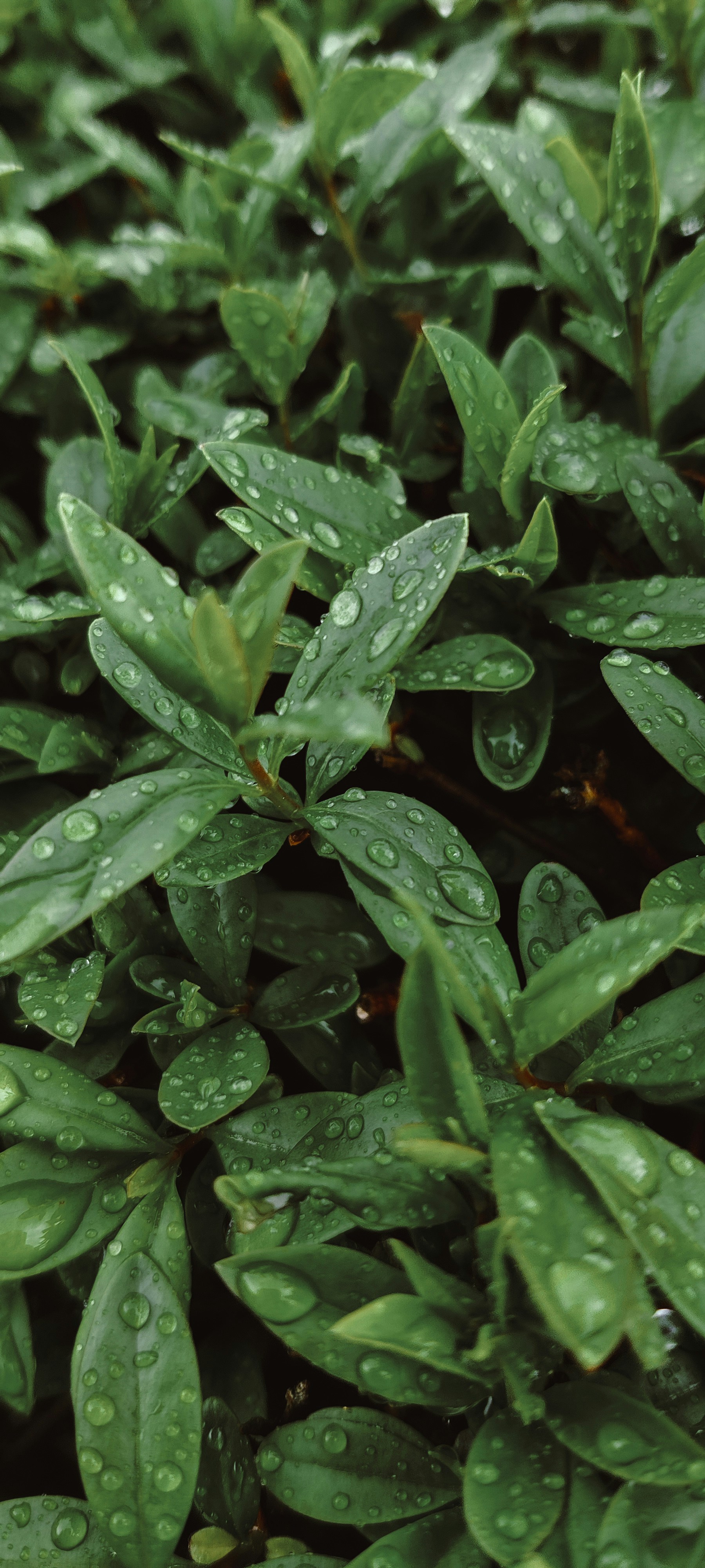 Photo by gingerboyakakorbi1