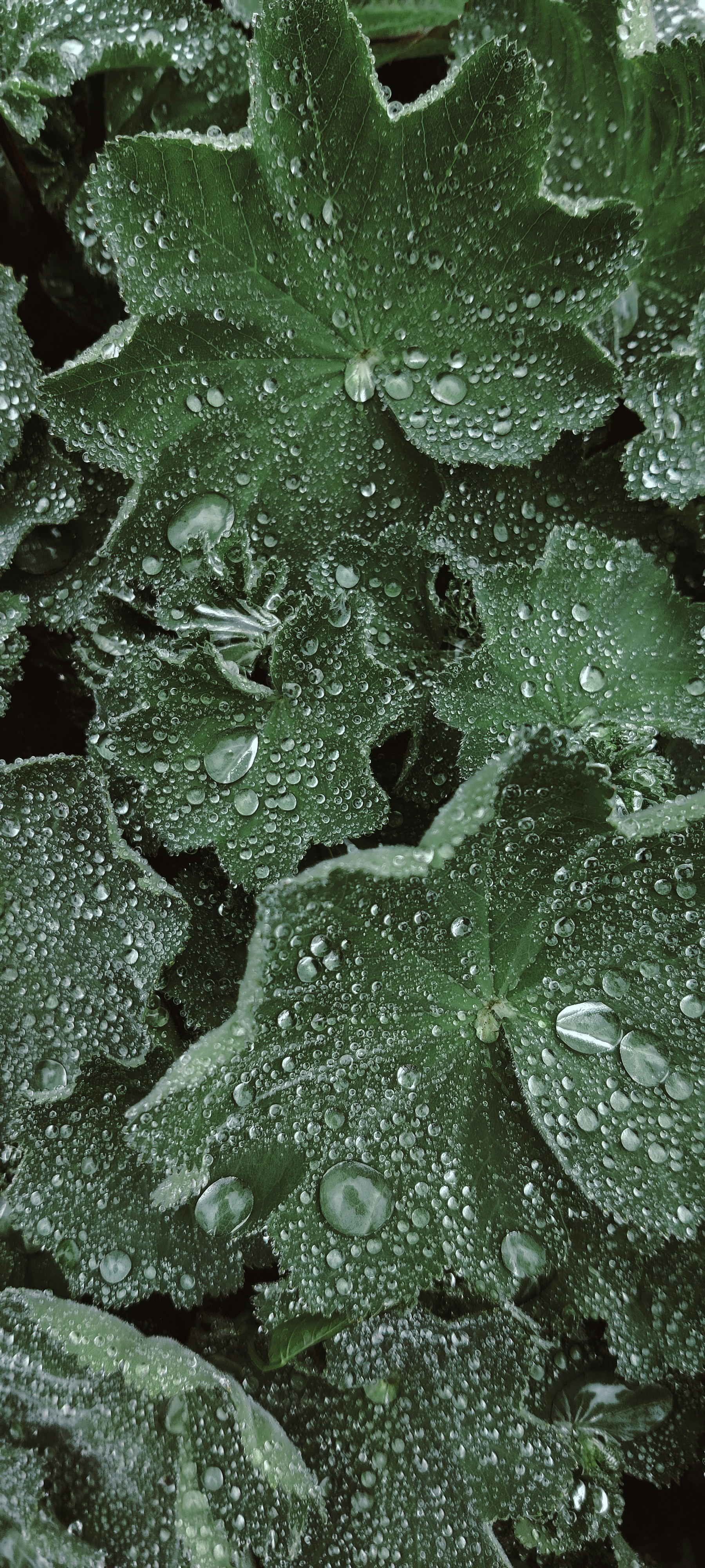 Photo by gingerboyakakorbi1