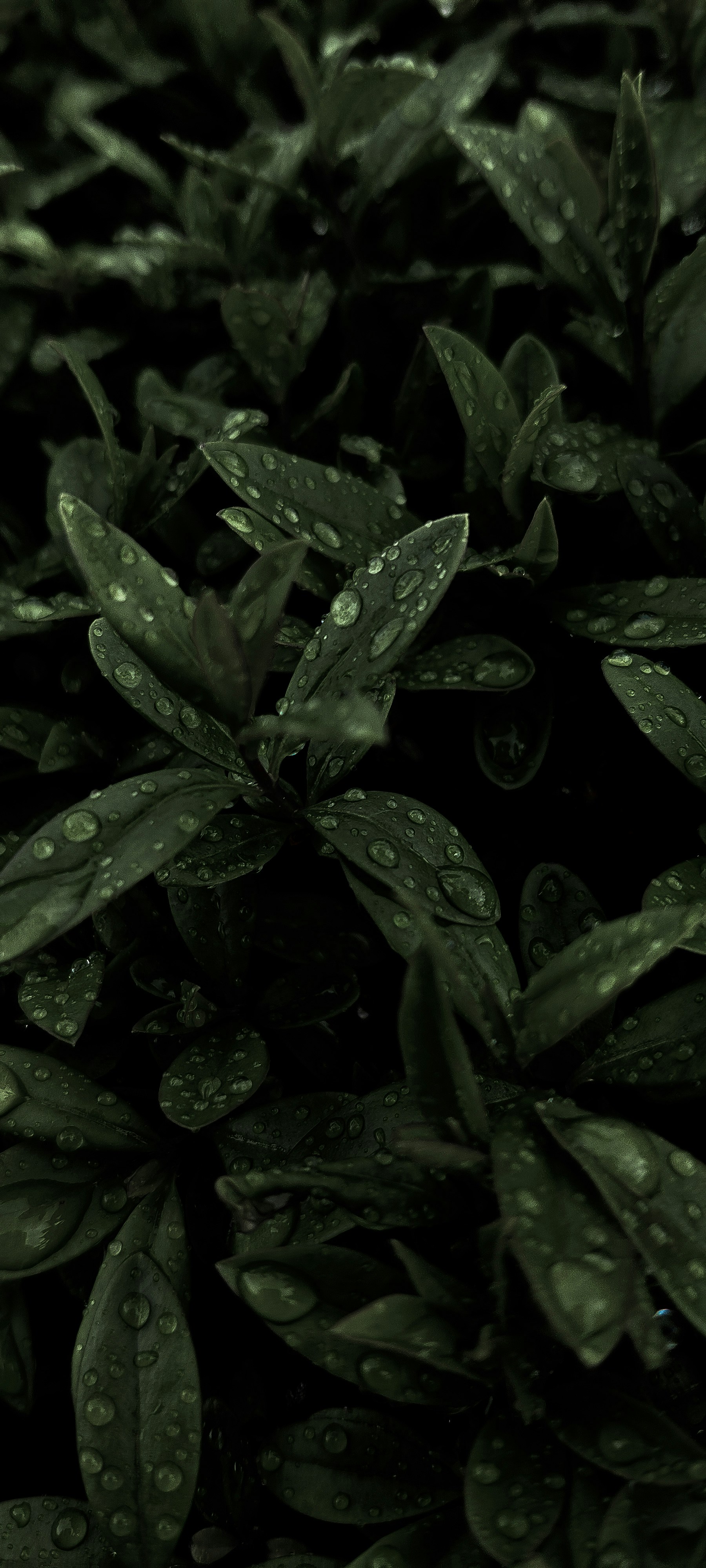 Photo by gingerboyakakorbi1