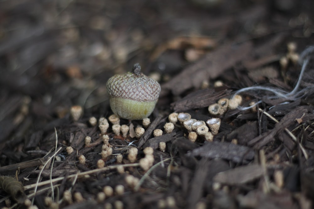 a small mushroom growing in the ground