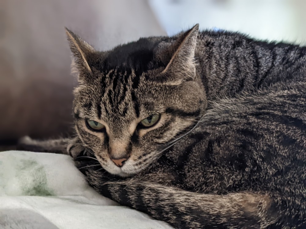 a cat lying on a blanket