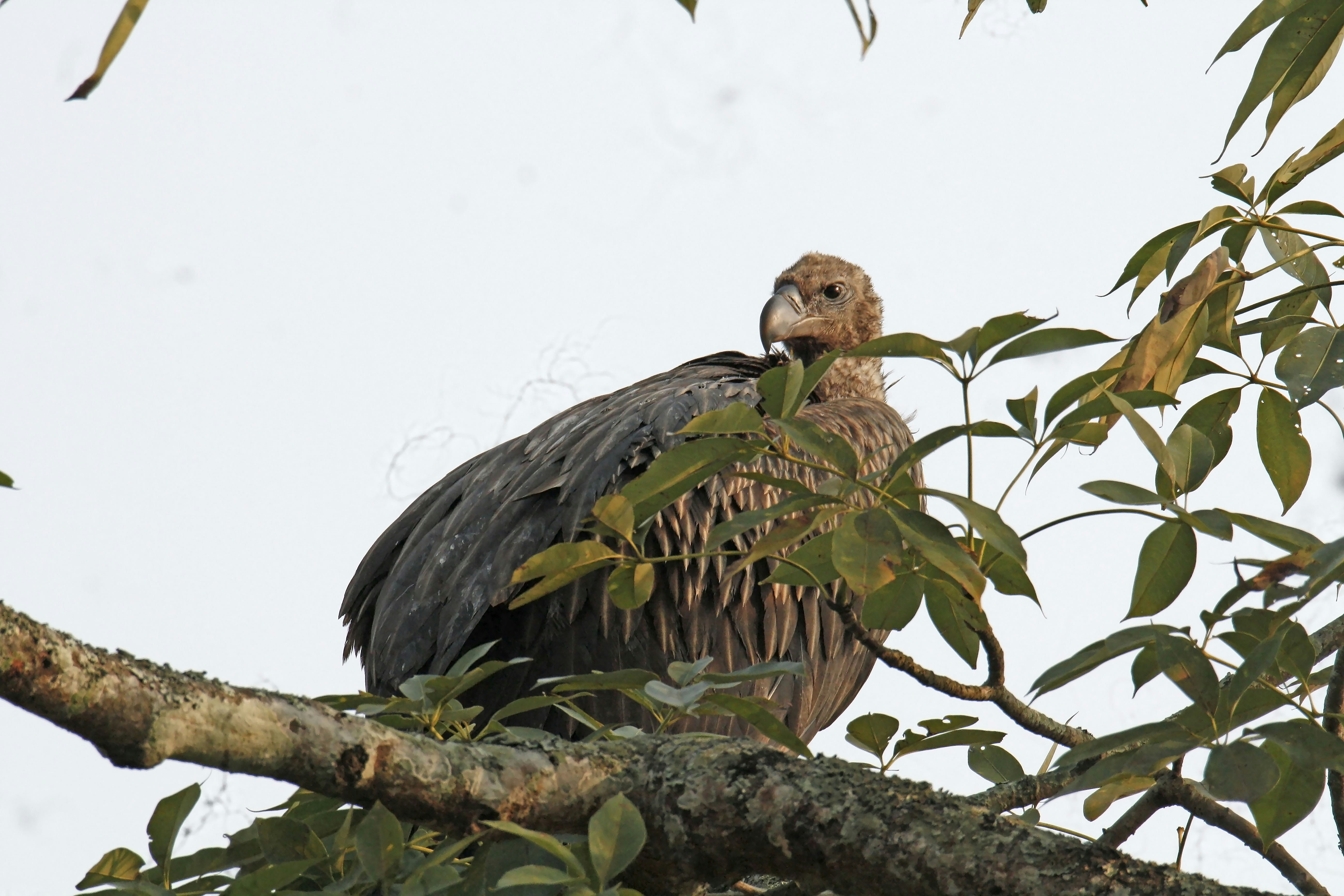 Photo by sylvester_123