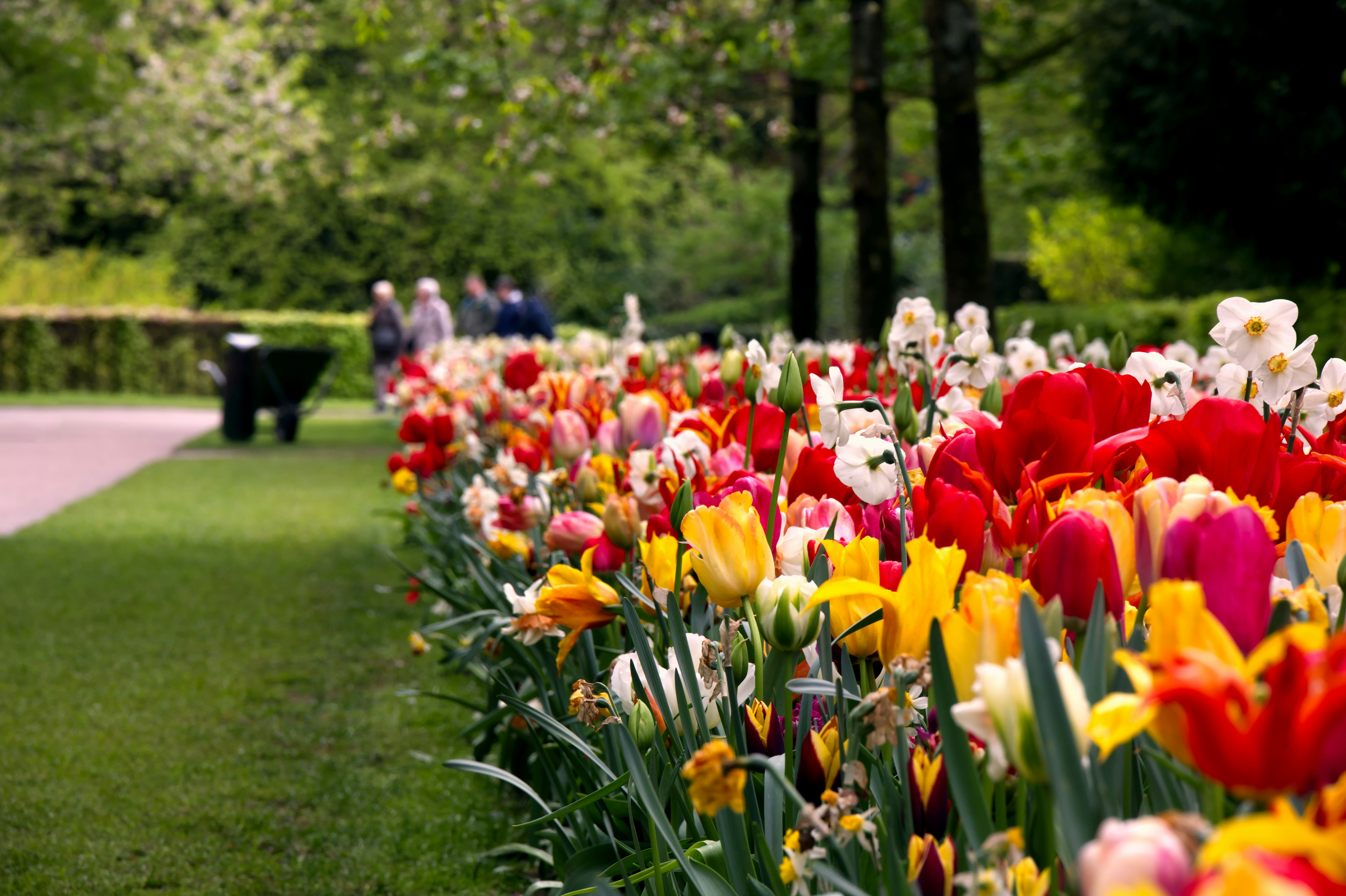 a field of colorful flowers
