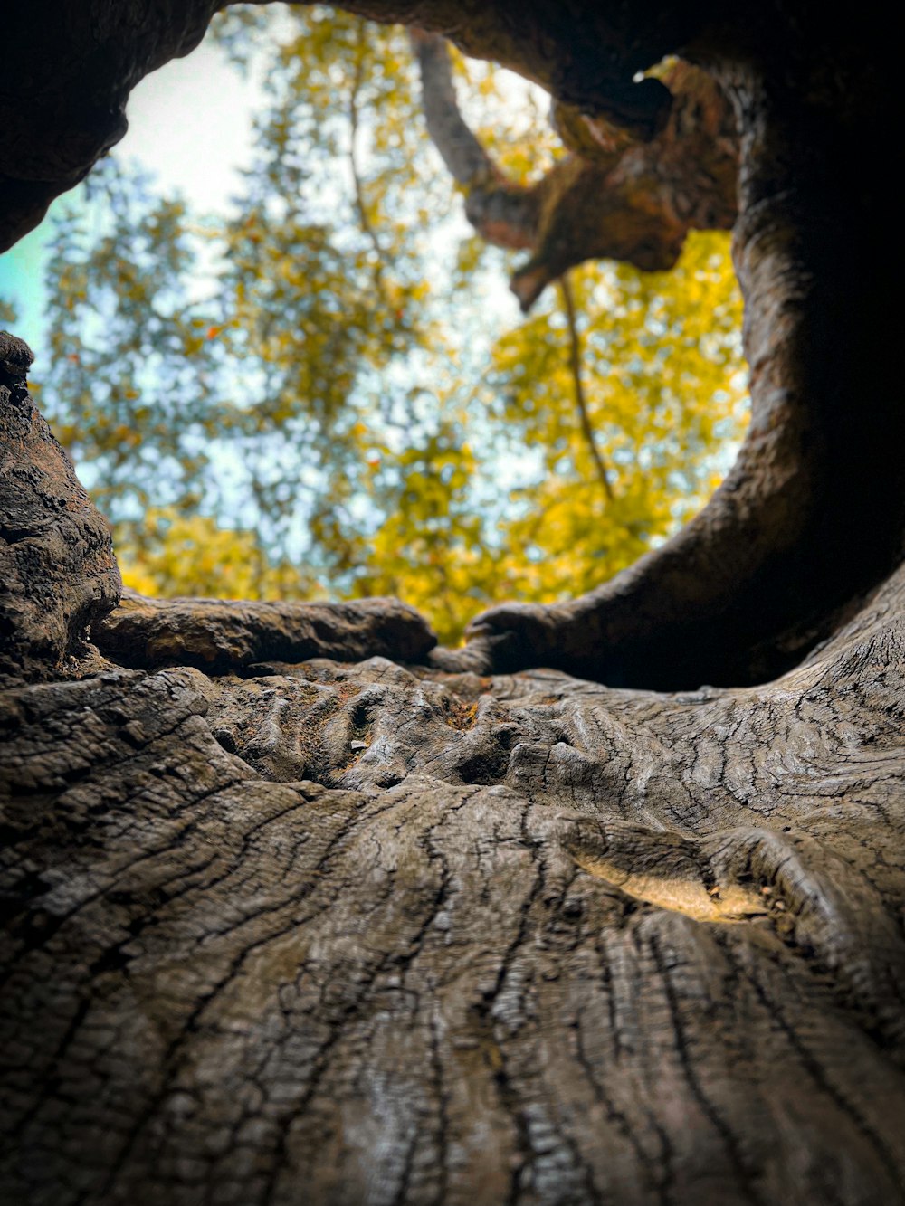 a close-up of a tree trunk