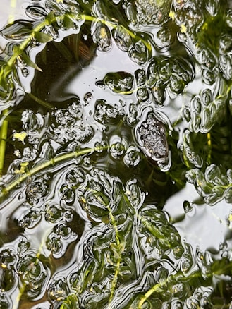 Abstract pattern formed by water and plants, featuring a mix of organic and fluid textures with bubbles and reflections on the surface.