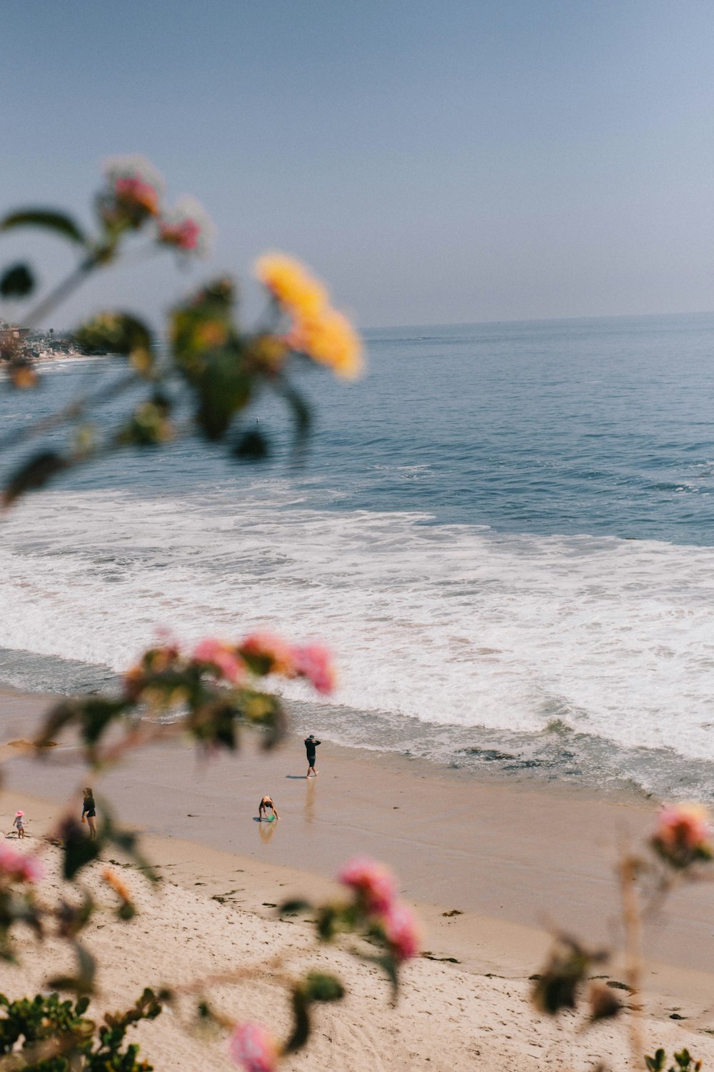 a beach with flowers and people