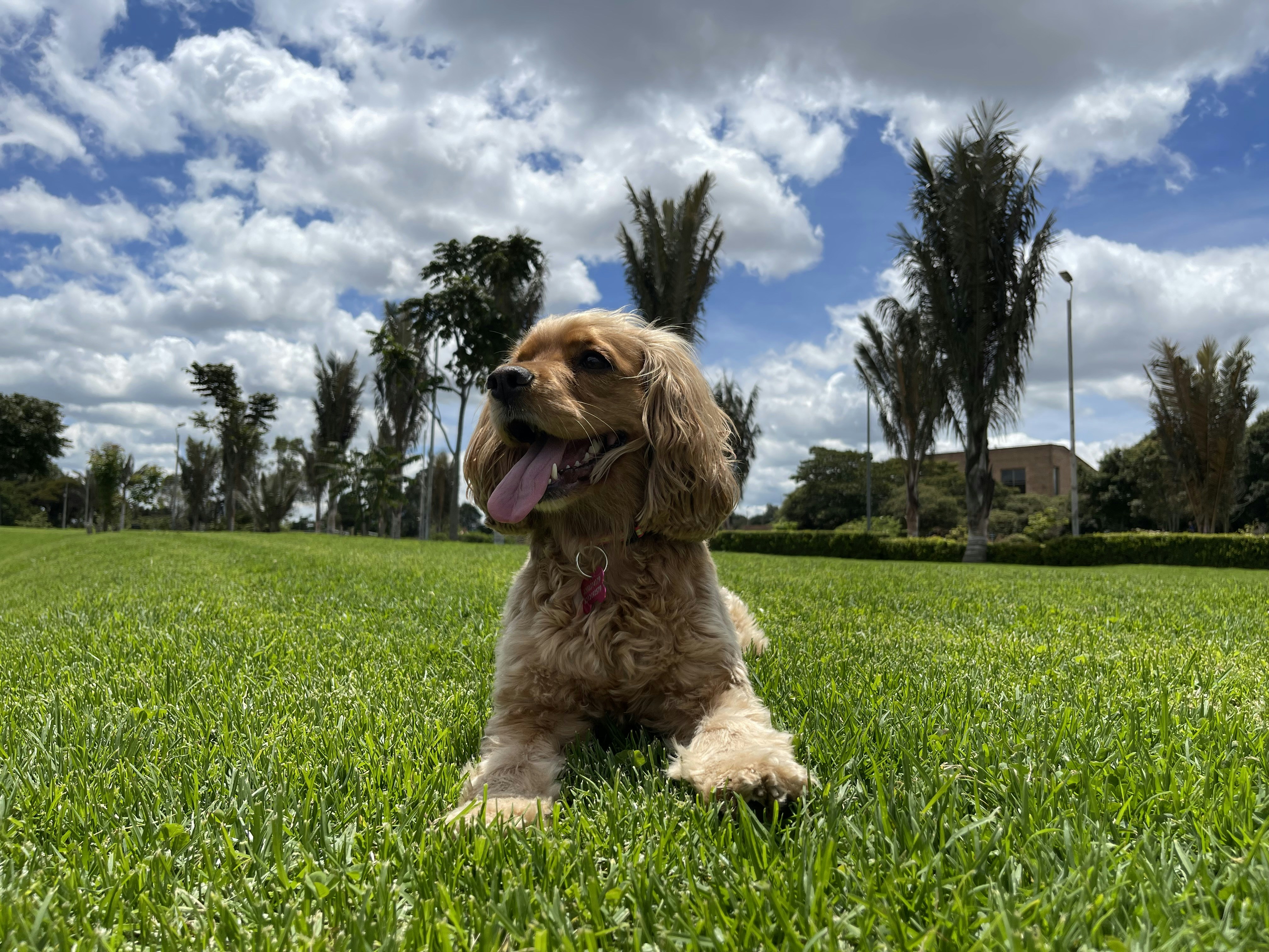 Golden Cocker Spaniel