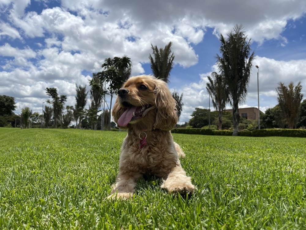 a dog sitting in a grassy field