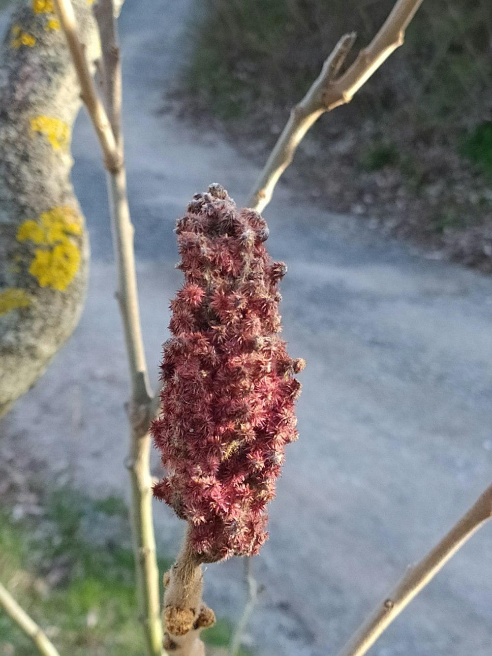 a close-up of a red flower