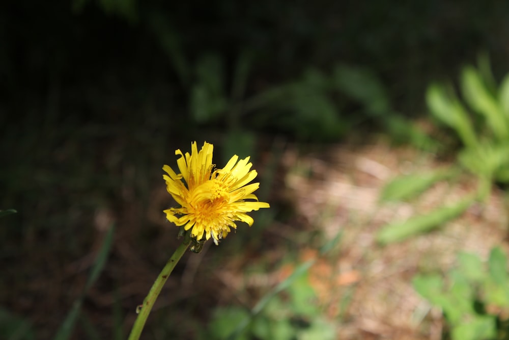 a yellow flower in a field