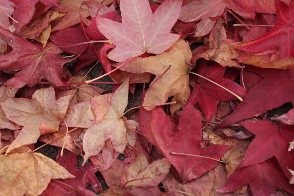 a pile of red and yellow leaves