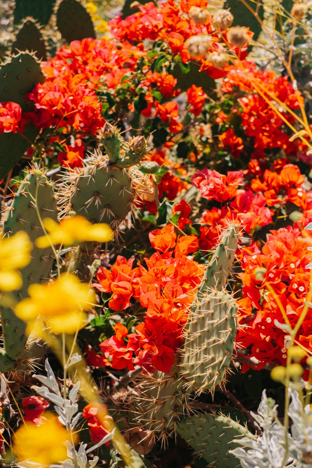 a close-up of some flowers