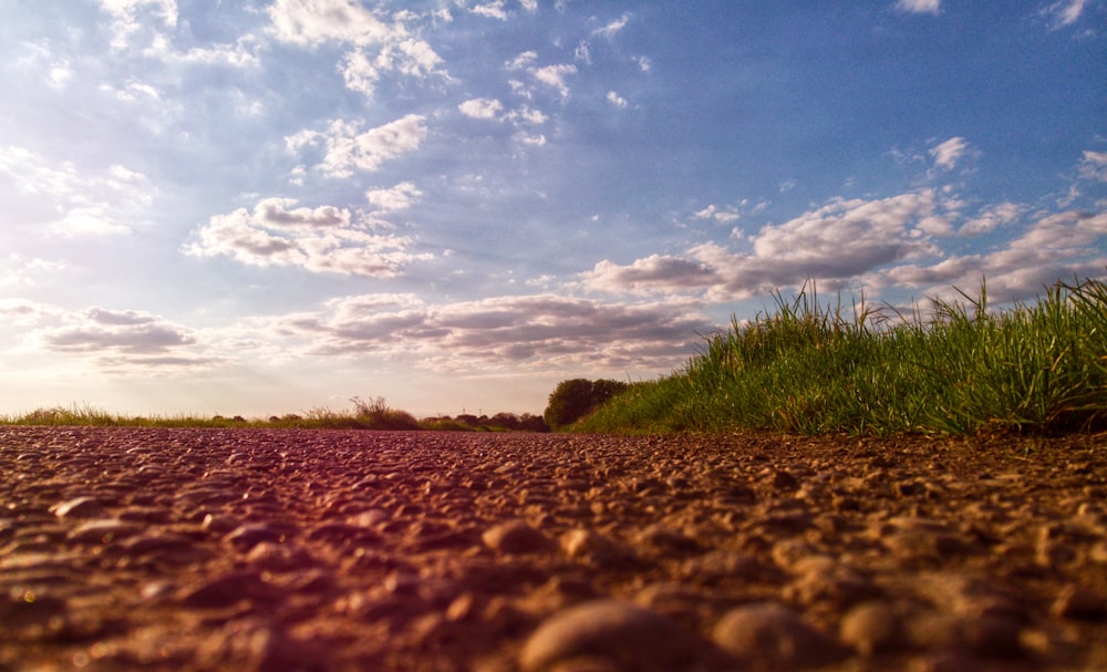 a field of grass and bushes