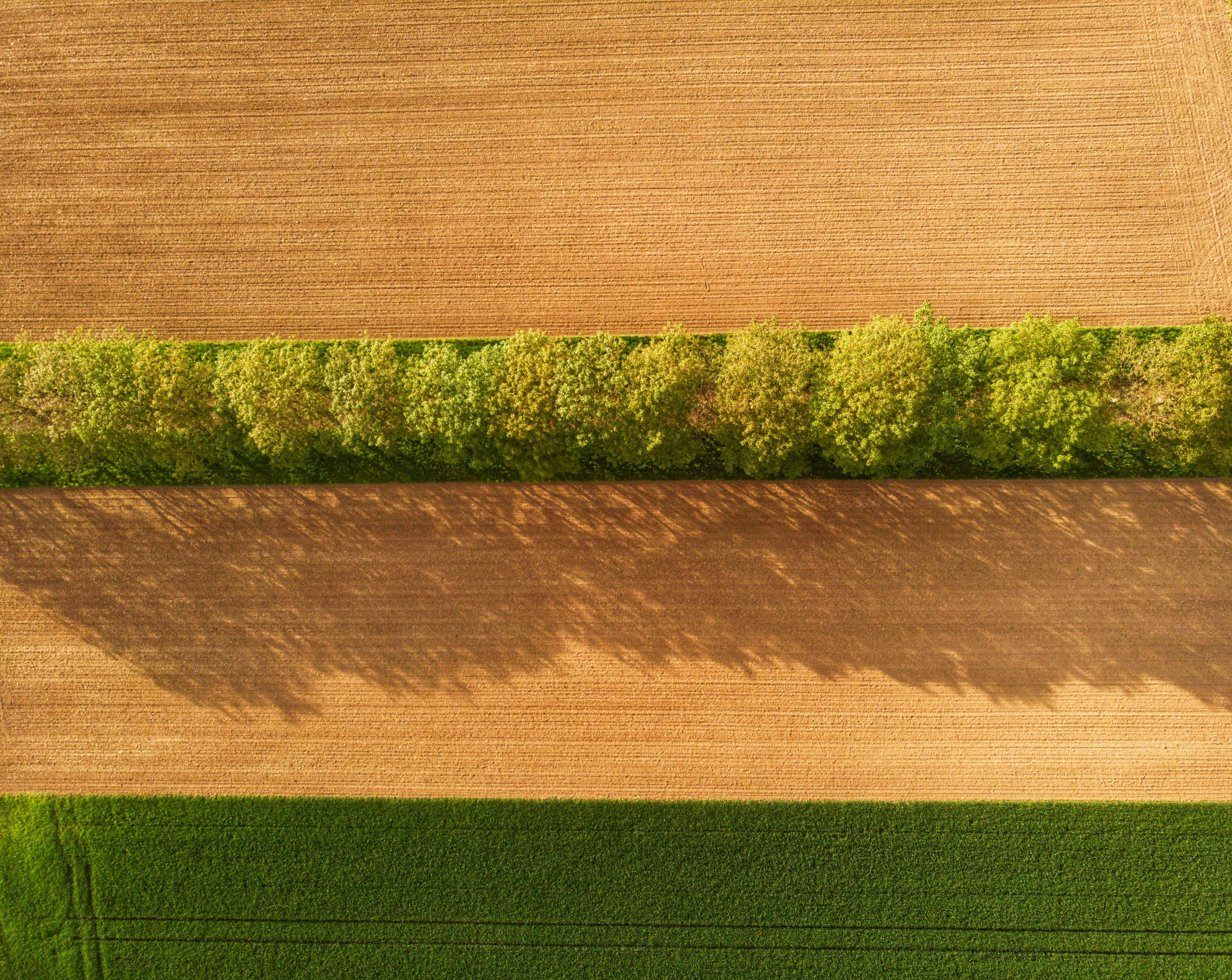 Field of green plants