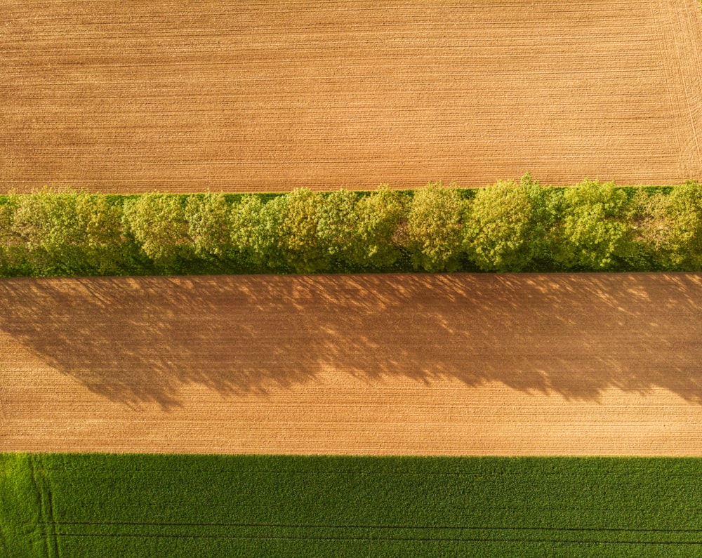 a field of green plants