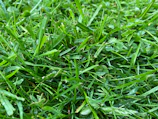 Close-up of freshly cut grass with a lawn mower in the background