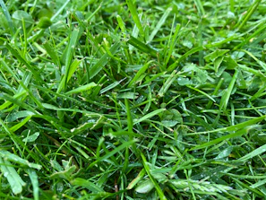 Close-up of sharp mower blades slicing through thick grass