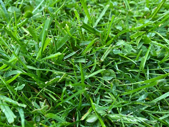 A close-up of freshly cut green grass with neat stripes under bright sunlight.