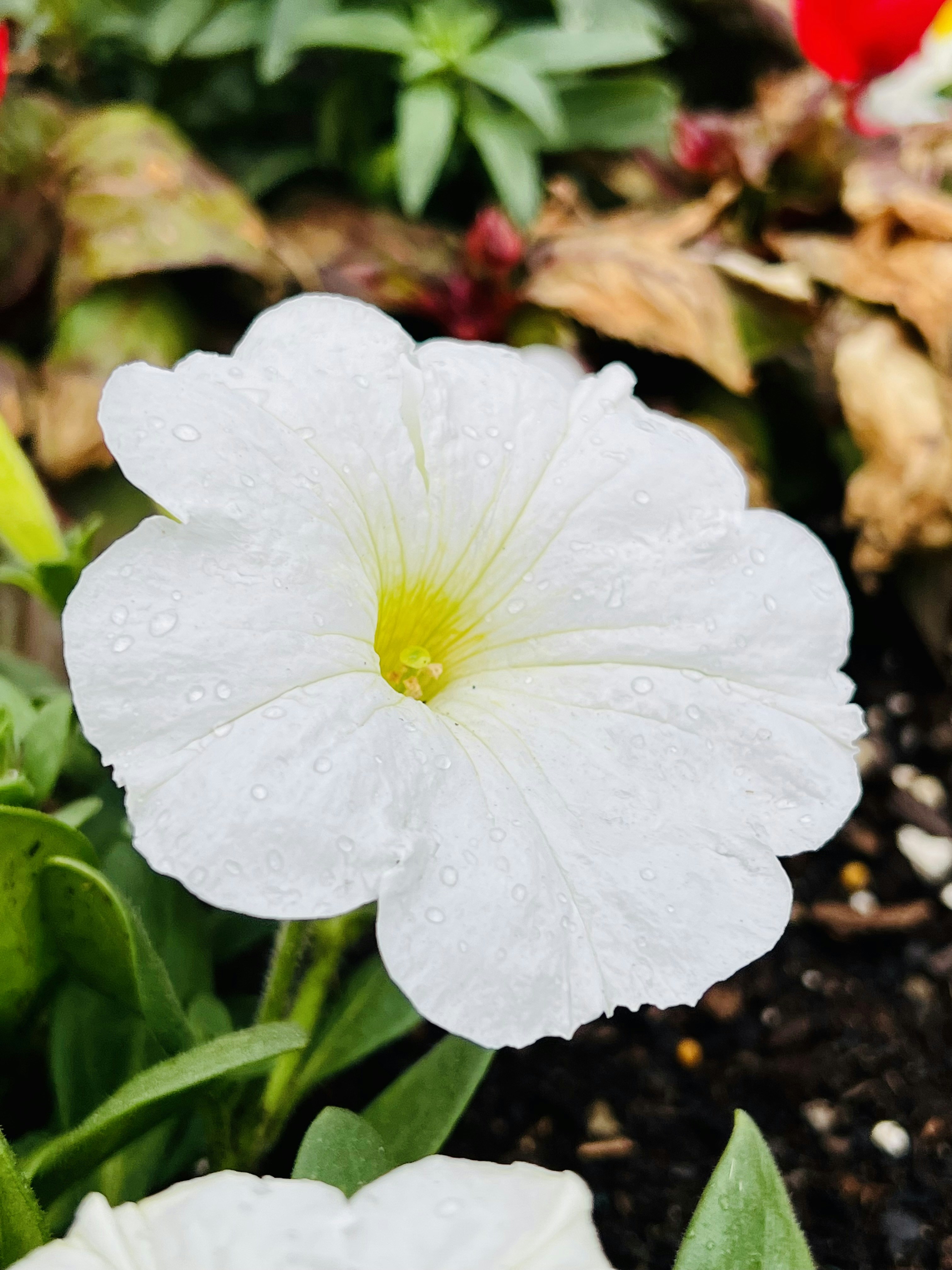 a white flower with yellow center