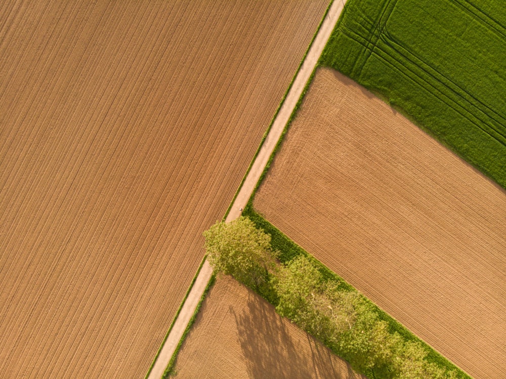 ein Grasfeld